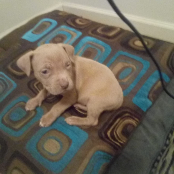 Meet your Posher, Versace - Picture 1 of 1